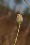 Savannah aster